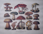 Pair Of Vintage Fungi Prints In Wooden Frames - Harrington Antiques