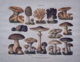 Pair Of Vintage Fungi Prints In Wooden Frames - Harrington Antiques